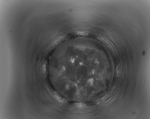 X0000095950424200801181426