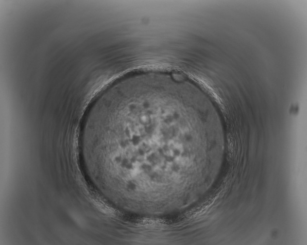 X0000095950487200801181426