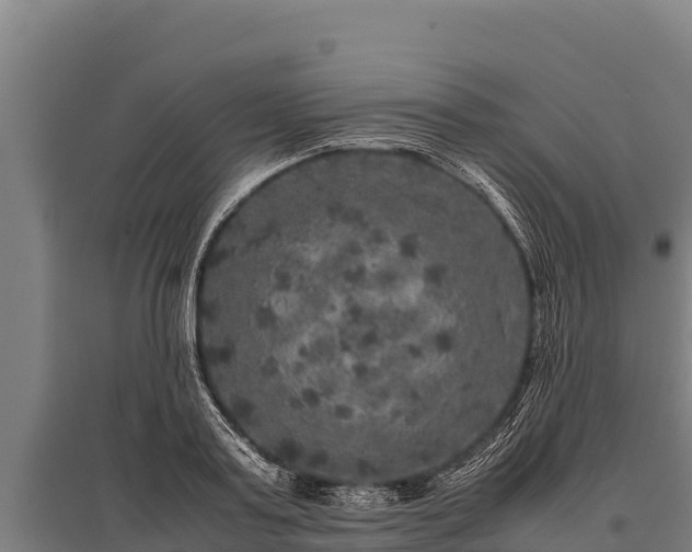 X0000095950795200801181421