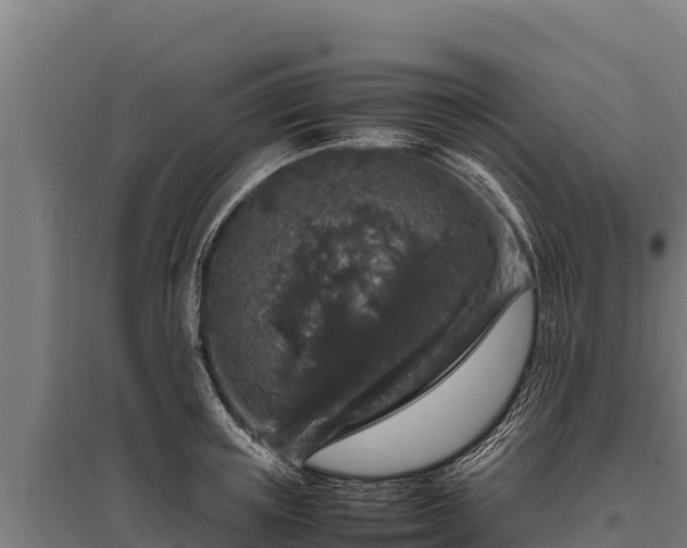 X0000095950851200801181421