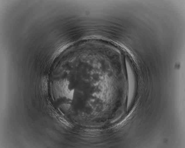 X0000095950921200801181419