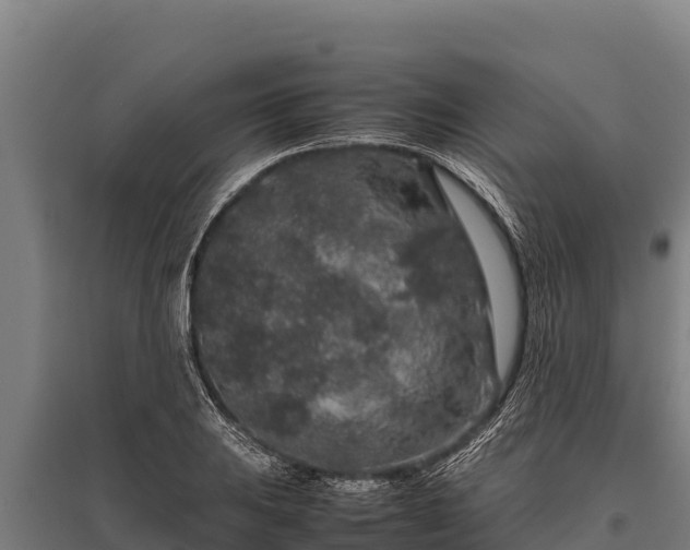 X0000095951031200801181418