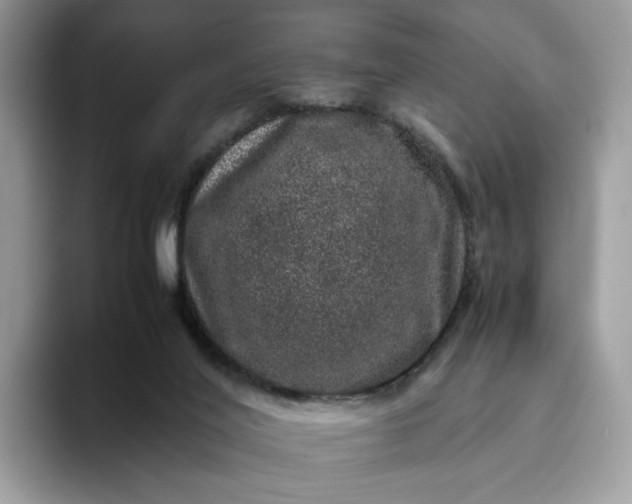 X0000095950020200801251139