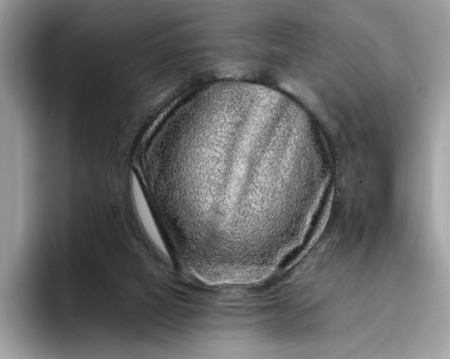 X0000095950066200801251138