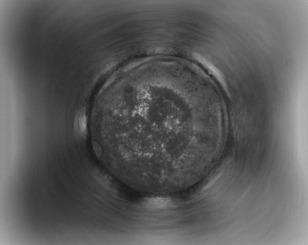 X0000095950067200801251138