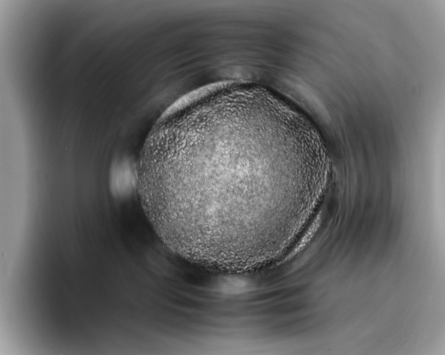 X0000095950095200801251139