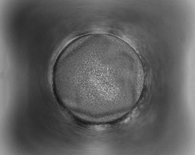 X0000095950103200801251138