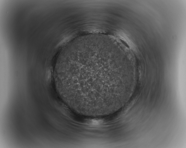 X0000095950165200801251137