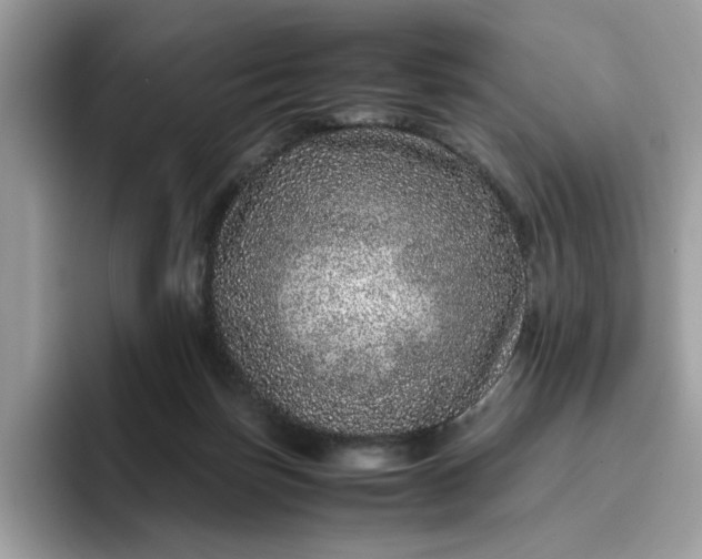 X0000095950171200801251137