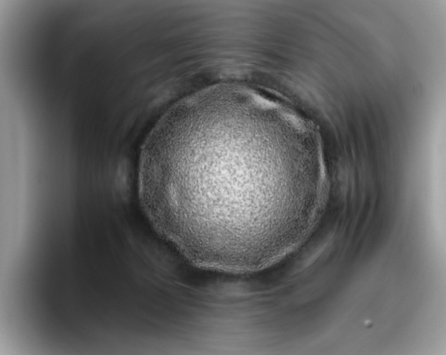 X0000095950228200801251136