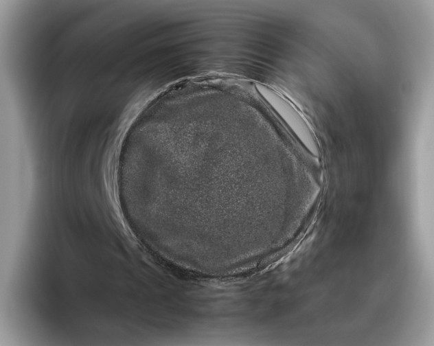 X0000095950241200801251135