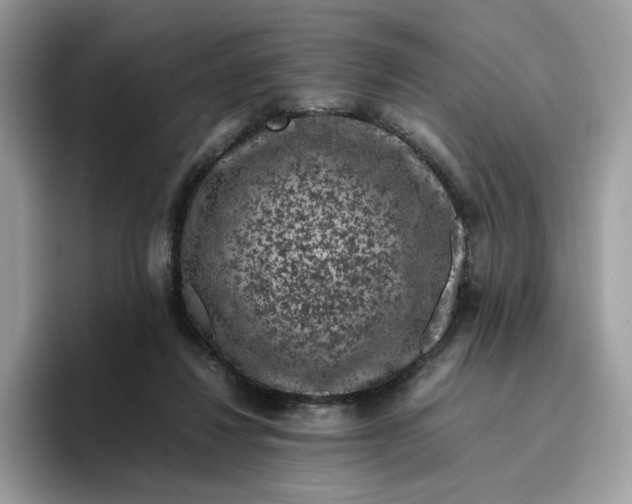 X0000095950260200801251136