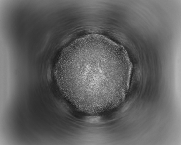 X0000095950266200801251136