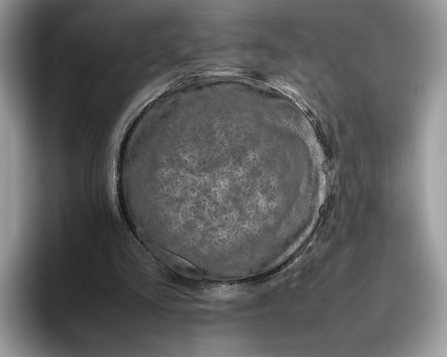 X0000095950293200801251135