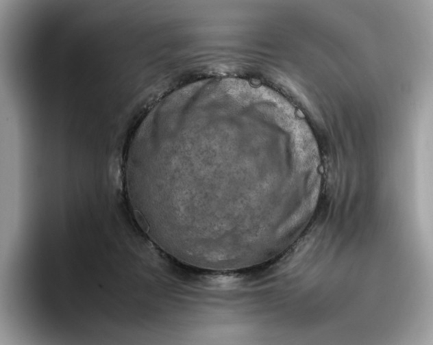 X0000095950313200801251135