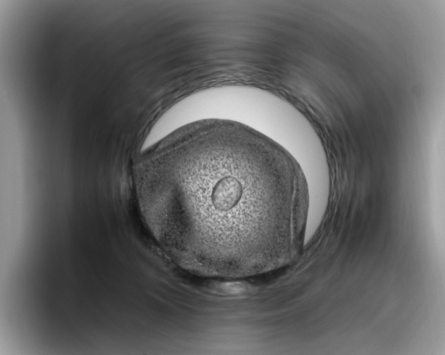 X0000095950324200801251135