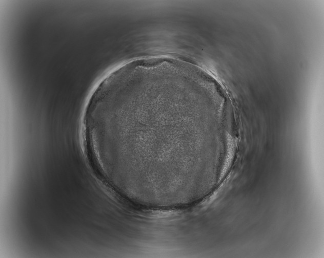 X0000095950342200801251134