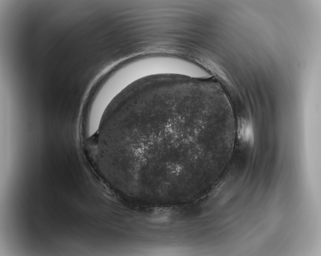 X0000095950388200801251134