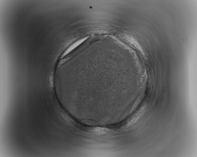 X0000095950393200801251134