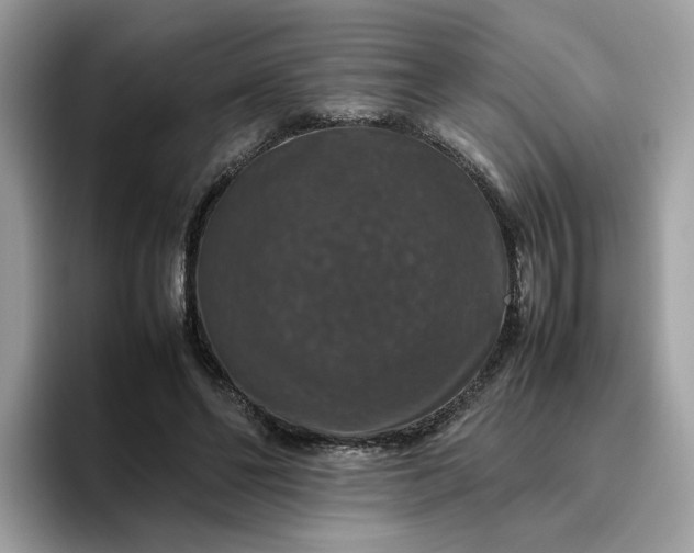 X0000095950494200801251133