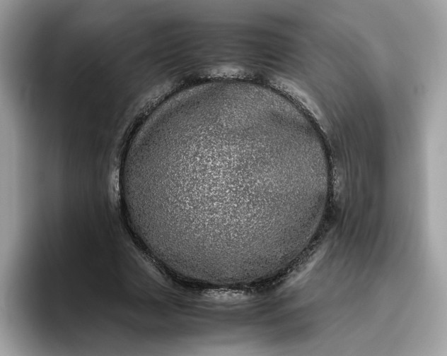 X0000095950633200801251131