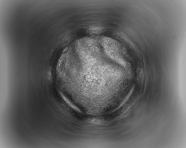 X0000095950655200801251131