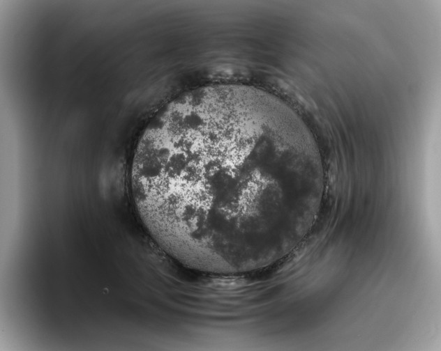 X0000095950659200801251131