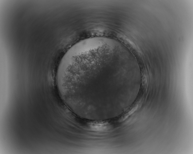 X0000095950661200801251131