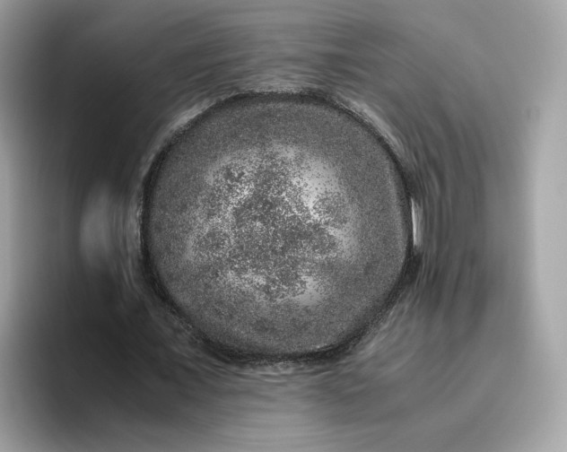 X0000095950675200801251130