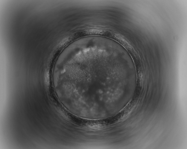 X0000095950729200801251129