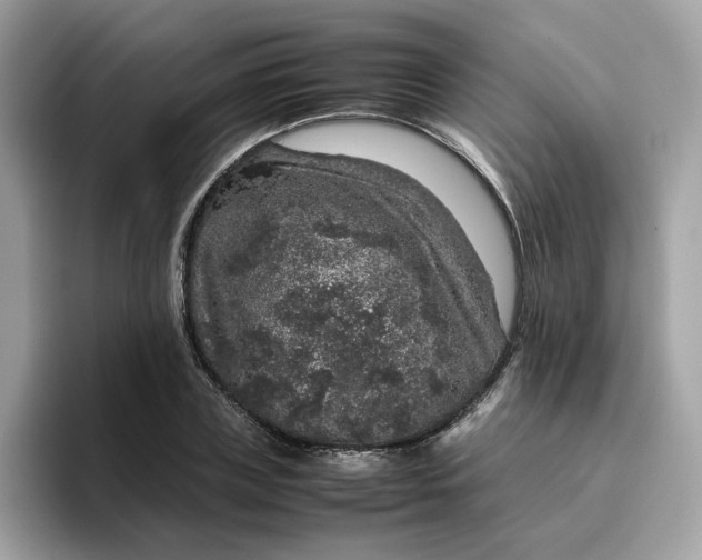 X0000095950835200801251128