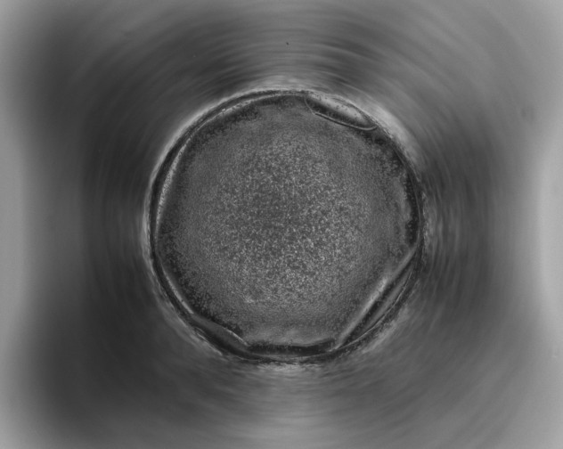 X0000095950896200801251128