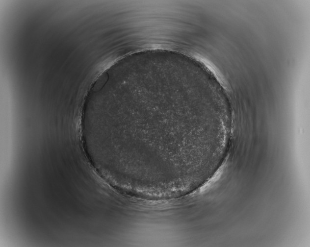 X0000095950977200801251126