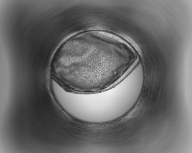 X0000095951000200801251126