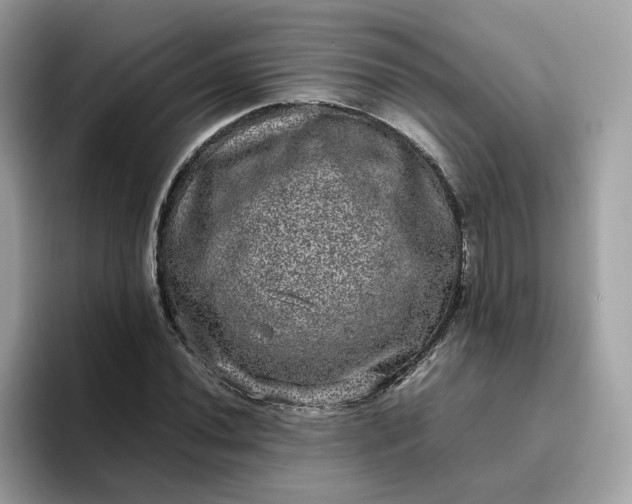 X0000095951020200801251126