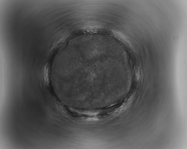 X0000095951060200801251125