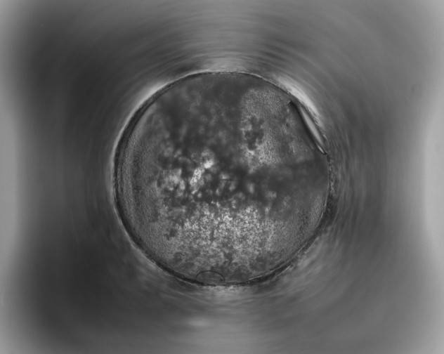 X0000095951087200801251125