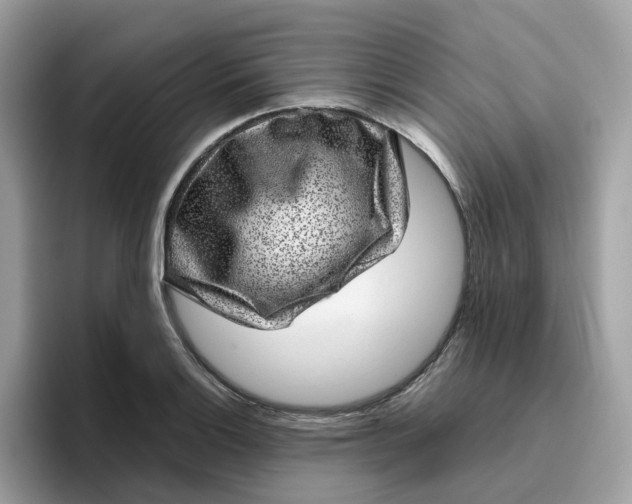 X0000095951132200801251125