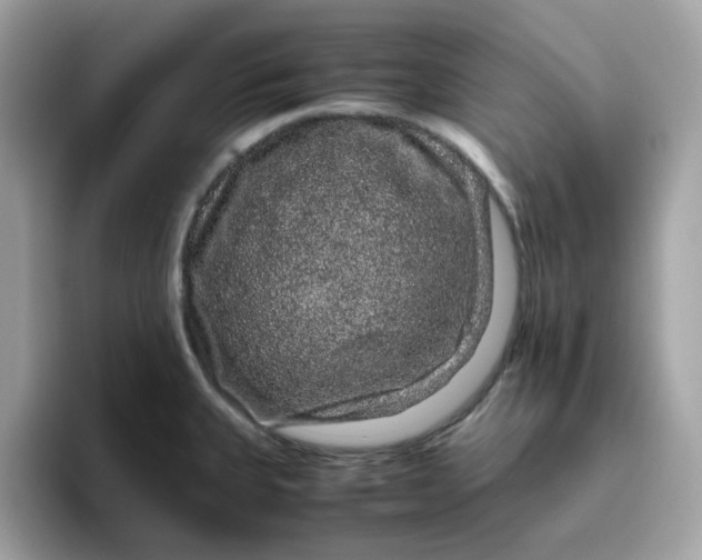 X0000095951335200801251122