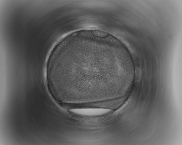 X0000095951424200801251121