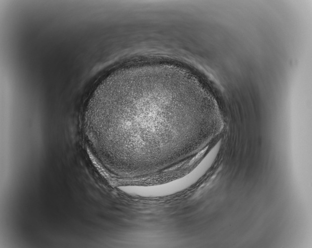 X0000095951494200801251119