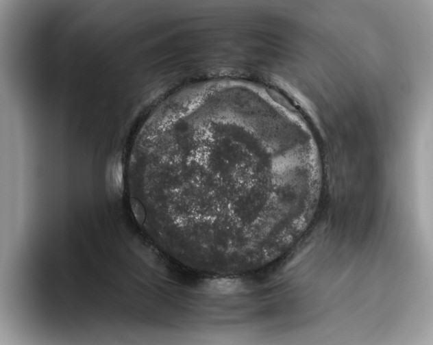 X0000095950067200802011110