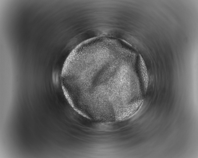 X0000095950094200802011110