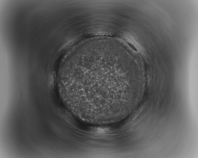 X0000095950165200802011109