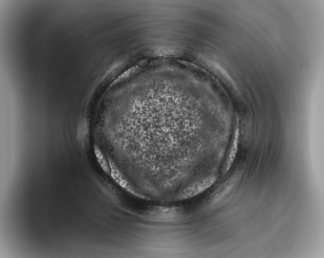 X0000095950260200802011107