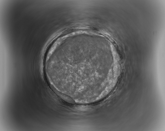 X0000095950293200802011107