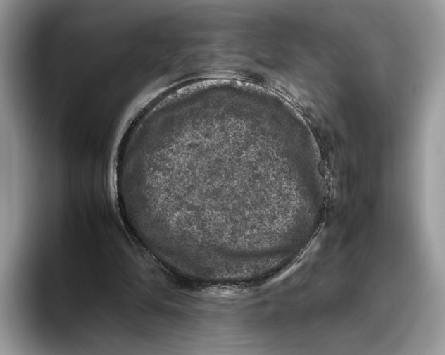 X0000095950294200802011107