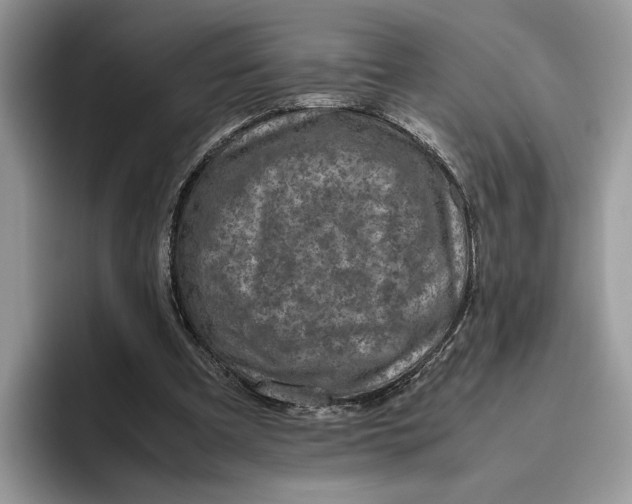 X0000095950297200802011107