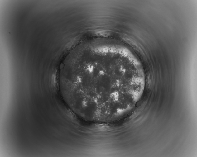 X0000095950424200802011105