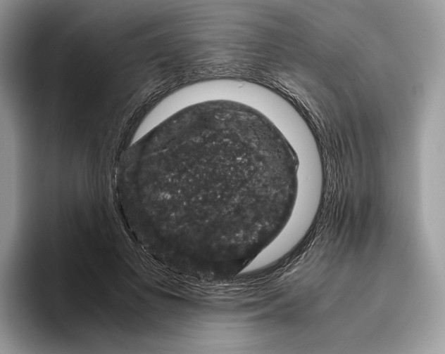 X0000095950693200802011102